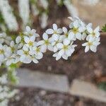 Spiraea prunifolia Cvet