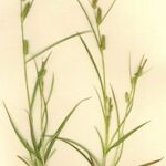 Carex punctata Habitatea