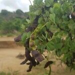 Bauhinia rufescens ഫലം