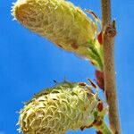 Wisteria floribunda Flor