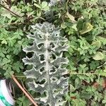 Onopordum macracanthum Yaprak
