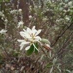 Amelanchier ovalisKwiat