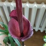 Amorphophallus konjac Flower