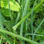 Allium cepa Hoja