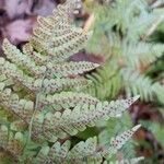 Dryopteris erythrosora 葉