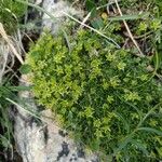 Cherleria sedoides Flower