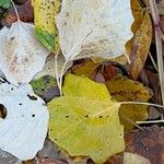 Populus × canescens Leaf