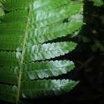 Cyathea pungens 叶