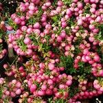 Gaultheria mucronata Flor