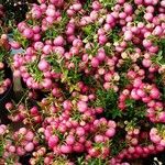 Gaultheria mucronata Blüte