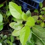 Gynura procumbens Folha