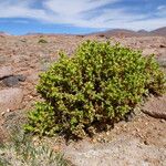 Xenophyllum pseudodigitatum Hábito