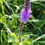 Verbena strictaFlower