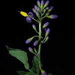 Solanum terminale Flor