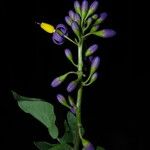 Solanum terminale Flower