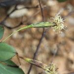 Porophyllum punctatum Flower