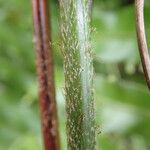 Nephrolepis biserrata Blatt