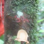 Garcinia preussii Bark