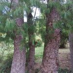 Pinus armandi Pokrój