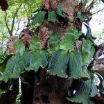Platycerium elephantotis Leaf
