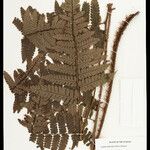 Cyathea cyatheoides Folla