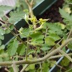 Solanum pimpinellifolium Blomma