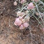 Scutellaria mexicana Hedelmä