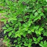 Syringa pubescens 葉