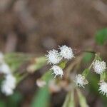 Ageratina riparia Květ