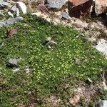 Cherleria sedoides Habit