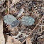 Hieracium venosum Leaf