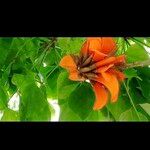 Erythrina caffra Kvet