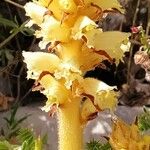 Orobanche flava 花