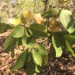 Combretum collinum Hostoa