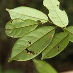 Baphia pubescens Φύλλο