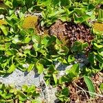 Salix herbacea عادت داشتن