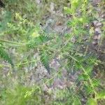 Aureolaria pedicularia Hoja