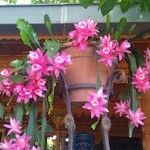 Disocactus phyllanthoides Blüte