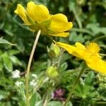 Potentilla grandiflora 花