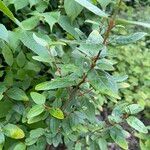 Shepherdia canadensis Leaf