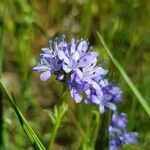 Gilia achilleifolia Blomma