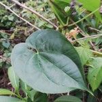 Dioscorea bulbifera Leaf