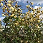 Acacia brevispica Kwiat