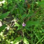 Ipomoea costellata Flower