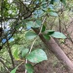 Crataegus punctata Hoja