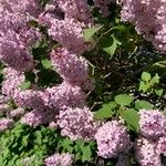 Syringa vulgarisКветка