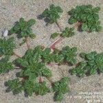 Amaranthus pumilus Habit