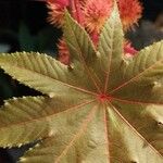 Ricinus communisHoja