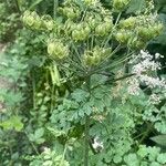 Oenanthe crocata 形態