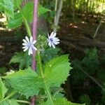 Lactuca biennis Flower